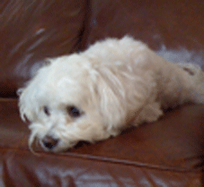 Depressed Dog on Therapist's Couch.