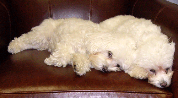 Zoë and Wingnut Exhausted