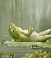 Frog